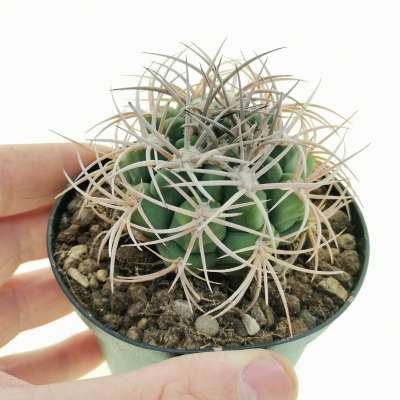 Gymnocalycium saglionis subs. tilcarense