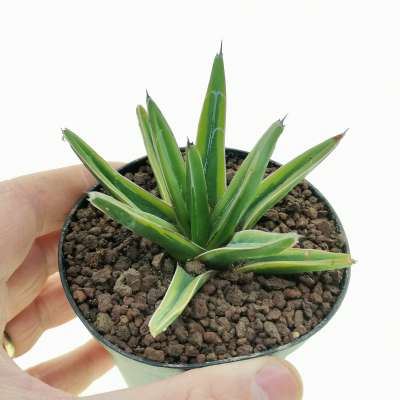 Agave victoriae-reginae f. variegata