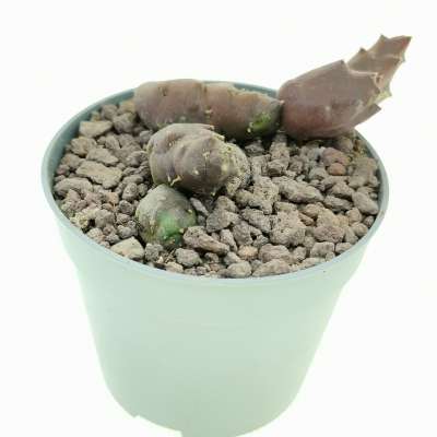 Stapelia caespitosa - Giromagi