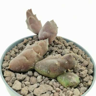 Stapelia caespitosa - Giromagi