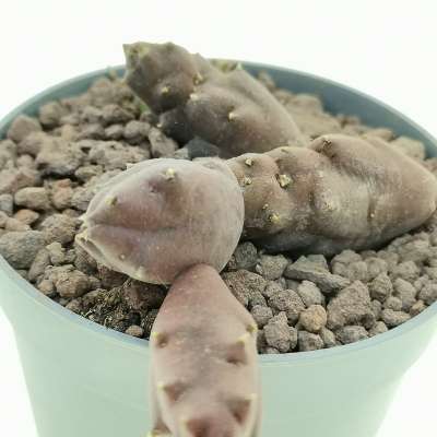 Stapelia caespitosa - Giromagi