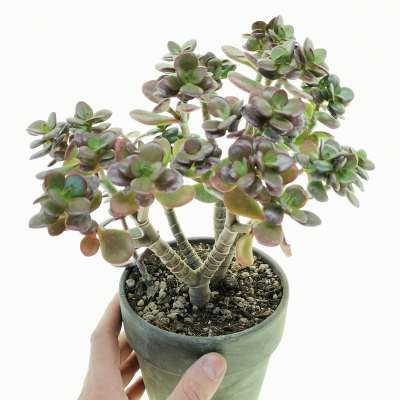 Crassula ovata 'Minima'