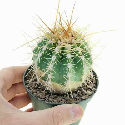 Trichocereus chiloensis 'zizikianus'