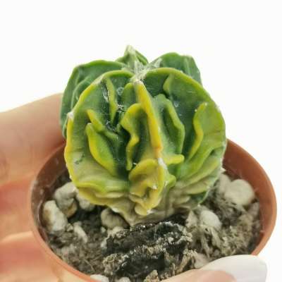 Astrophytum myriostigma cv. Fukuryu (Type A) var. nudum f. variegata