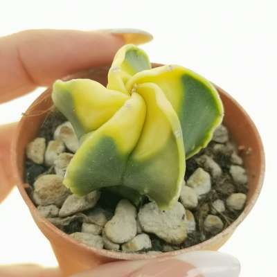 Astrophytum myriostigma cv. Fukuryu (Type B) Koh-yo