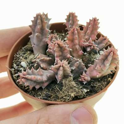Huernia zebrina f. variegata