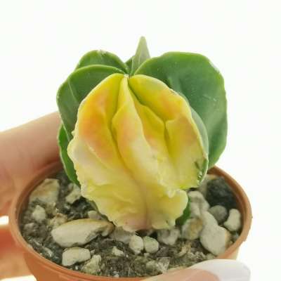 Astrophytum myriostigma cv. Fukuryu (Type A) var. nudum f. variegata