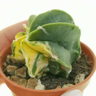 Astrophytum myriostigma cv. Fukuryu (Type A) var. nudum f. variegata