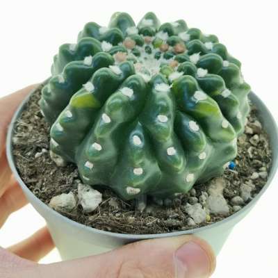 Notocactus uebelmannianus f. inermis variegata