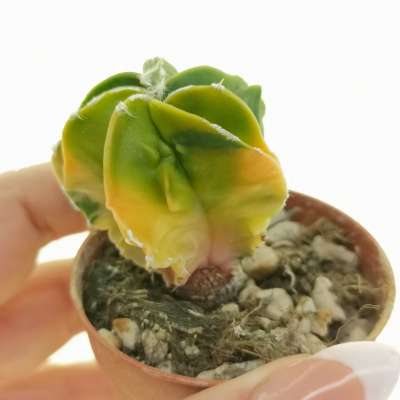 Astrophytum myriostigma cv. Fukuryu double ribs nudum f. variegata