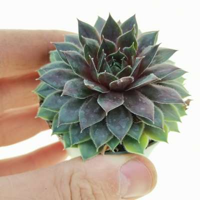 Sempervivum 'Black Mini'