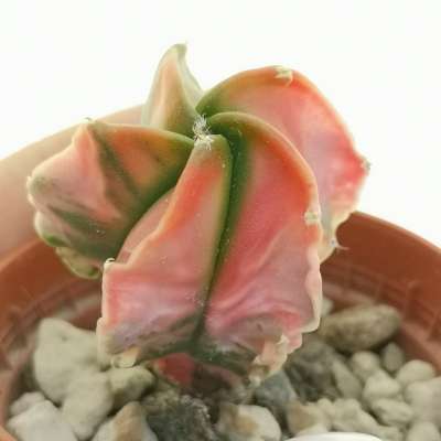 Astrophytum myriostigma var. nudum f. variegata