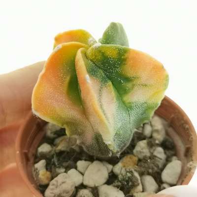 Astrophytum myriostigma cv. Fukuryu (Type b) f. variegata
