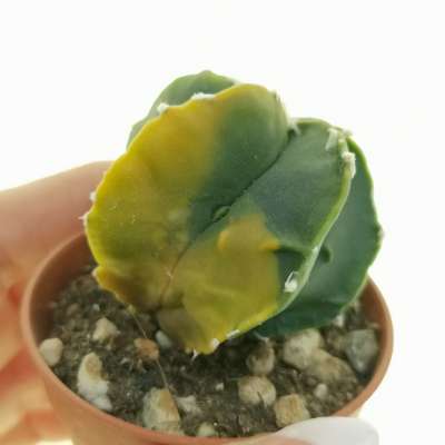 Astrophytum myriostigma cv. Fukuryu (Type A) var. nudum f. variegata