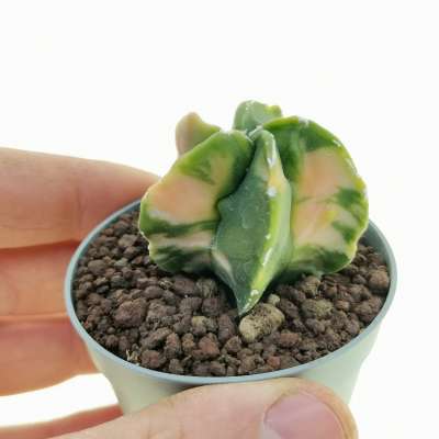 Astrophytum myriostigma cv. Fukuryu (Type b) var. nudum f. variegata