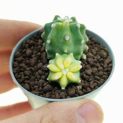 Echinocereus triglochidiatus var. mojavensis f. inermis variegata