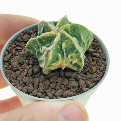 Astrophytum myriostigma cv. Fukuryu (type B) f. variegata