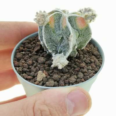 Astrophytum myriostigma cv. fukuryu (Type B) Haku-jo f. variegata prolifera