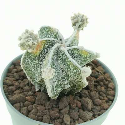 Astrophytum myriostigma cv. fukuryu (Type B) Haku-jo f. variegata prolifera - Giromagi