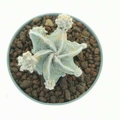 Astrophytum myriostigma cv. fukuryu (Type B) Haku-jo f. variegata prolifera - Giromagi