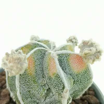 Astrophytum myriostigma cv. fukuryu (Type B) Haku-jo f. variegata prolifera - Giromagi