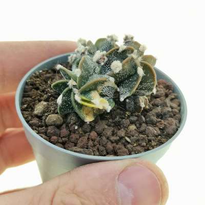 Astrophytum myriostigma cv. fukuryu (Type B) f. variegata prolifera