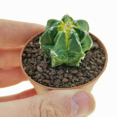 Astrophytum myriostigma cv. Fukuryu (Type B) Koh-yo