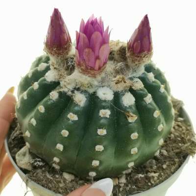 Notocactus uebelmannianus f. inermis