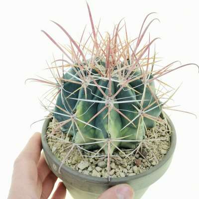 Ferocactus hybrid f. variegata