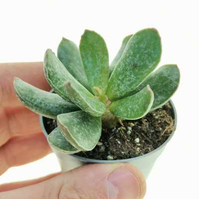 Adromischus alstonii