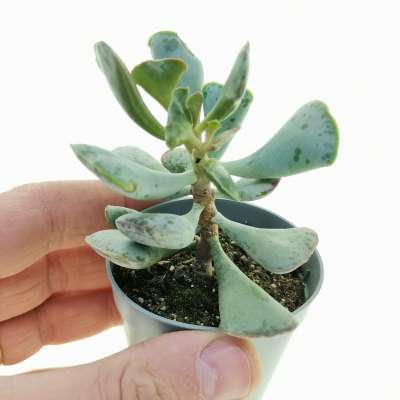 Adromischus triflorus
