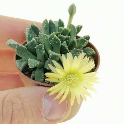 Aloinopsis setifera (Kliprand)