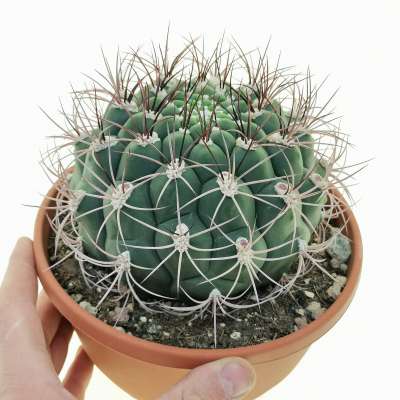 Gymnocalycium marquezii