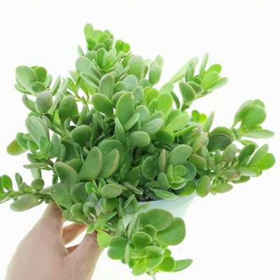 Senecio jacobsenii