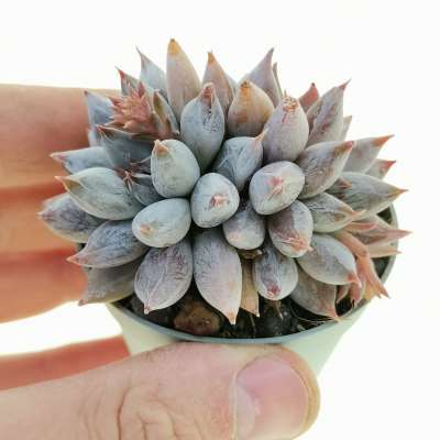 Echeveria tolimanensis f. crestata