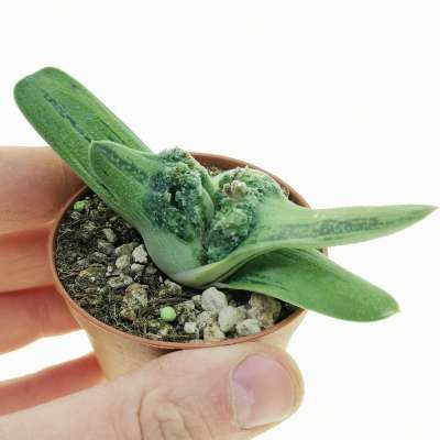 Gasteria batesiana cv. Little Warty f. mostruosa