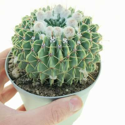Notocactus buiningii - Giromagi