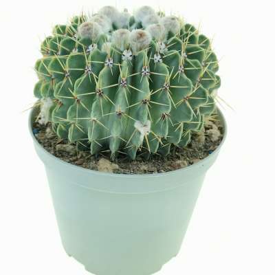 Notocactus buiningii - Giromagi
