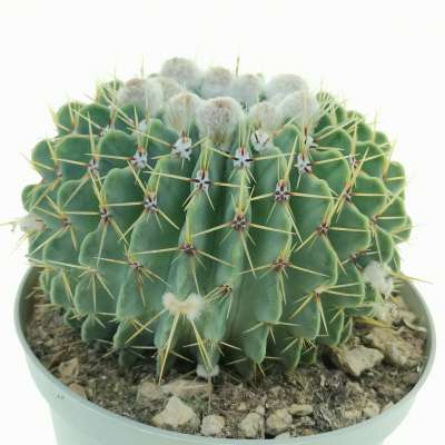 Notocactus buiningii - Giromagi