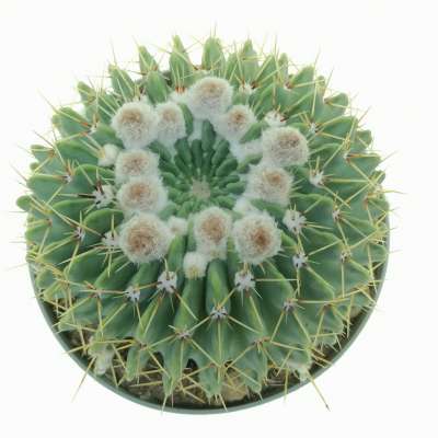 Notocactus buiningii - Giromagi