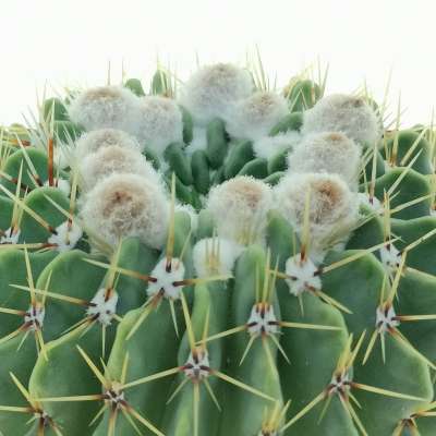 Notocactus buiningii - Giromagi