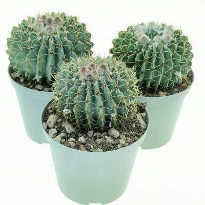 Notocactus buiningii - Giromagi