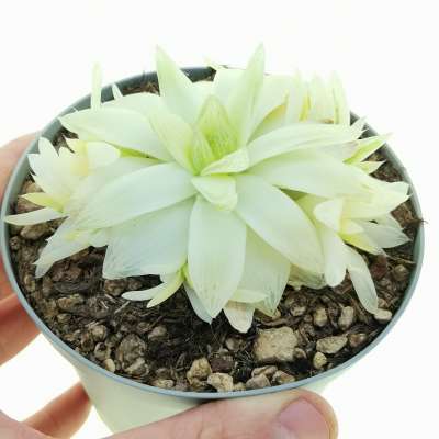 Haworthia cymbiformis variegata aurea