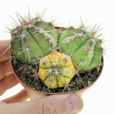 Gymnocalycium paediophilum f. variegata