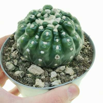Notocactus uebelmannianus f. inermis mostruosa