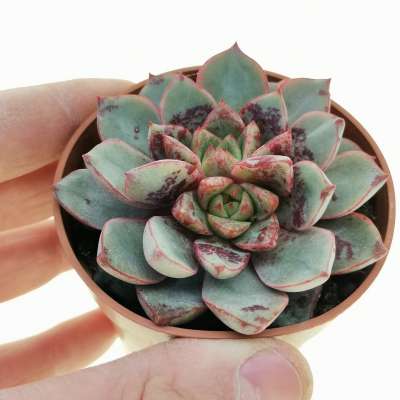 Echeveria 'Tamina'
