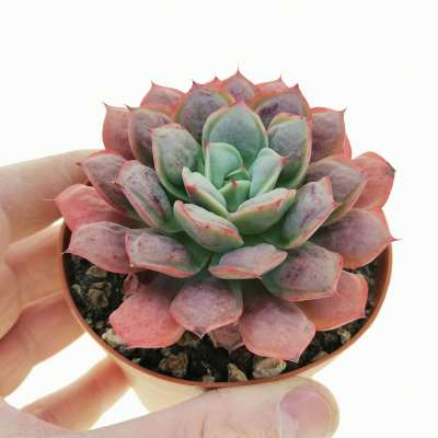 Echeveria 'Raindrops'