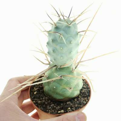 Tephrocactus aoracanthus (Long spines)