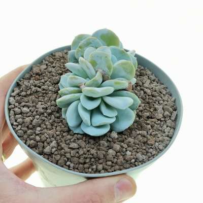 Echeveria 'Exotic'