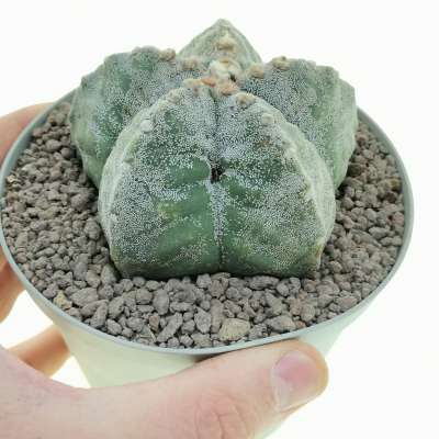 Astrophytum myriostigma var. strongylogonum